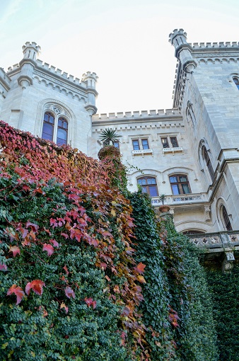 frunziș colorat în creștere pe Castelul Miramare-Trieste, Italia